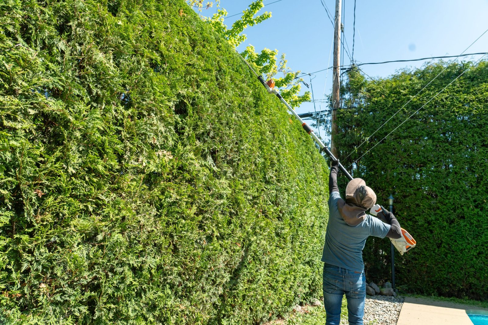 Mur de cèdres de grande hauteur entretenu par Antoine & Matt